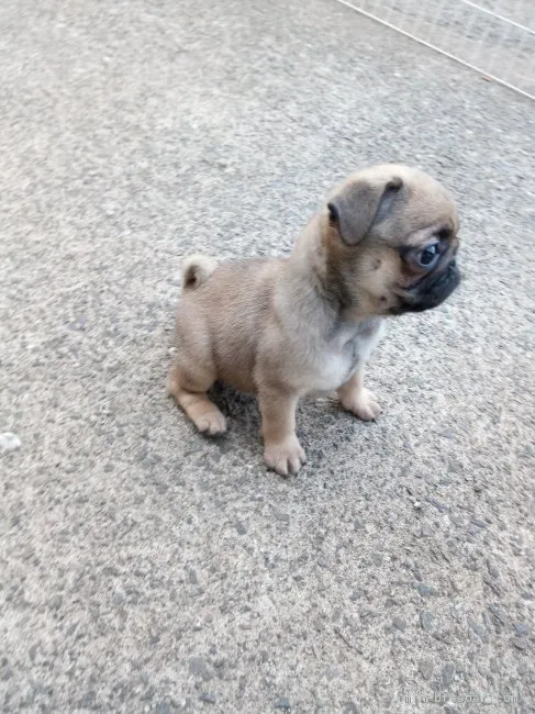 ID：1706-00968の子犬
