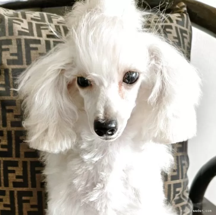 タイニープードル【千葉県・男の子・2025年3月22日・ホワイト】の写真1「チークの張りもなく、小顔で綺麗なお顔です」