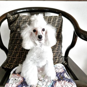 タイニープードル【千葉県・男の子・2025年3月22日・ホワイト】の写真「パパはJKCCH小ぶりな竹クラス、込み込み価格です」