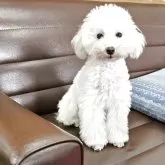 タイニープードル