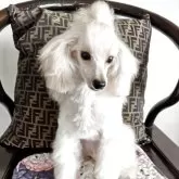 タイニープードル【千葉県・男の子・2025年3月22日・ホワイト】の写真3