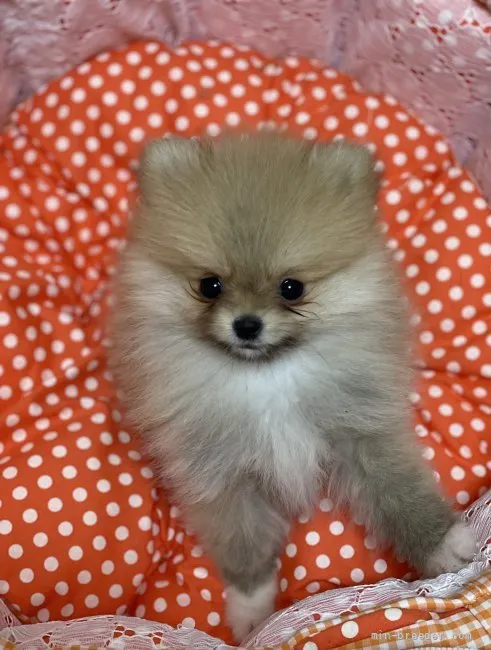 ID：2111-03290の子犬