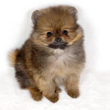 ポメラニアン【千葉県・男の子・2022年5月18日・オレンジセーブル】の写真「父犬JKCCHの貴公子です☆彡」