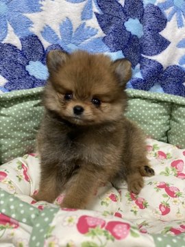 ポメラニアン【千葉県・女の子・2020年7月24日・オレンジ】の写真「アタシ、美人にしかならないんで！(-ω☆)ｷﾗﾘ」