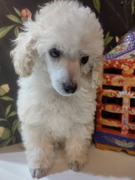 トイプードル(トイ)【千葉県・男の子・2021年12月3日・ホワイト】の写真「ホワイトらしい優しい性格、綺麗なお顔の男の子」