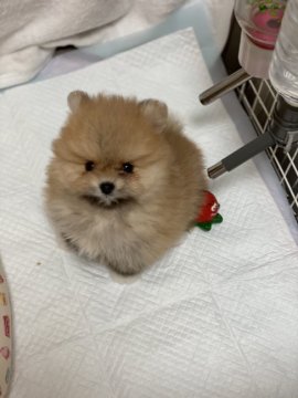 ポメラニアン【千葉県・男の子・2021年3月28日・オレンジ(観察中。明るめのオレンジ)】の写真「律儀に靴下を履いてきてくれたかわいい男の子♪」