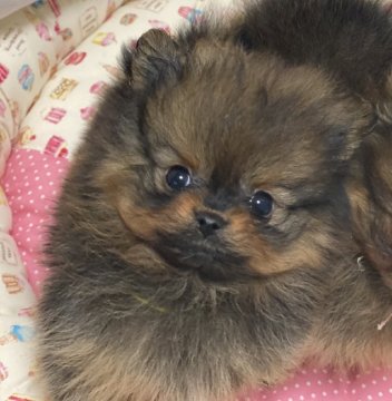 ポメラニアン【千葉県・女の子・2020年12月17日・オレンジセーブル】の写真「極小のお嬢様です。」