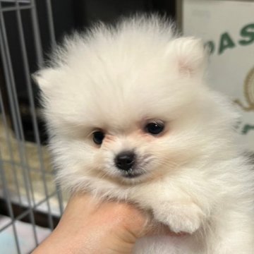 ポメラニアン【千葉県・女の子・2023年5月13日・ホワイト】の写真「ホワイトポメラニアンの女の子です♪姉妹でご紹介中!」