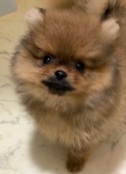 ポメラニアン【千葉県・男の子・2021年11月1日・オレンジ】の写真「母JKCCH、小ぶり仕上がり予想のお坊ちゃま」