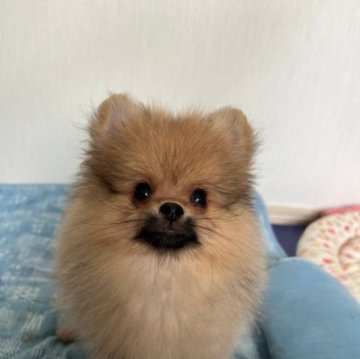 ポメラニアン【千葉県・男の子・2023年7月3日・オレンジ】の写真「３キロコース！安心サイズのポメラニアン君」