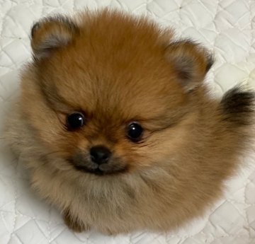 ポメラニアン【千葉県・女の子・2021年4月16日・オレンジ】の写真「兄妹の妹ちゃん。ちびっこ予想です♪」