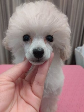 トイプードル(タイニー)【千葉県・男の子・2021年10月10日・ホワイト】の写真「チビサイズのかわいい男の子♪父犬JKCCHです。」