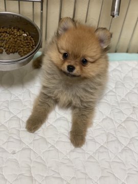 ポメラニアン【千葉県・女の子・2020年9月21日・オレンジ】の写真「可愛いタイプの女の子です(^^♪」