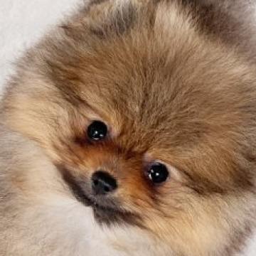 ポメラニアン【千葉県・男の子・2022年5月18日・オレンジセーブル】の写真「父犬JKCCHの王子様☆彡目鼻のバランス最高です。」