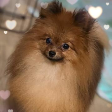 ポメラニアン【千葉県・男の子・2021年7月5日・オレンジセーブル】の写真「ワクチン·MC込の良縁祈願価格です☆彡」