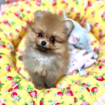 ポメラニアン【千葉県・女の子・2022年7月31日・オレンジ】の写真「成犬時２キロ仕上がり予想の女の子」