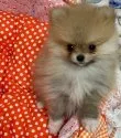 ポメラニアン【千葉県・女の子・2021年9月19日・オレンジ】の写真2