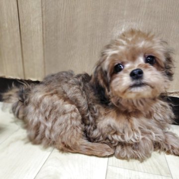 チワプー(トイプードル×チワワ)【千葉県・男の子・2025年1月14日・レッド】の写真「丸顔でとってもかわいらしい男の子です。」