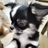 チワワ(ロング)