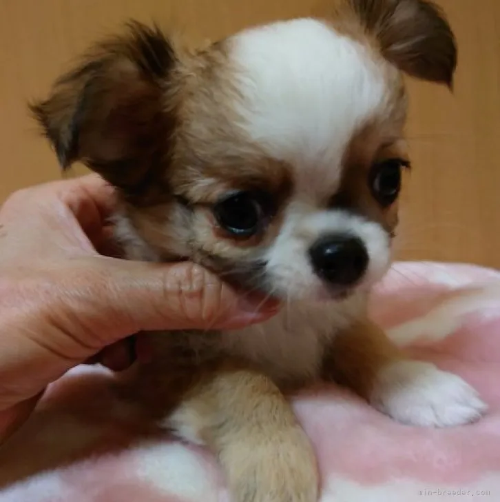 ID:2304-03894の子犬