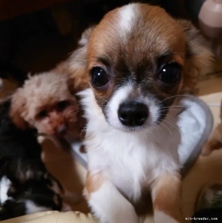 ID：2209-03457の子犬