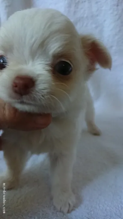 ID：1910-00514の子犬