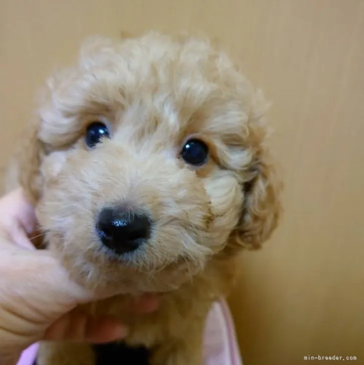 ID：2305-01520の子犬