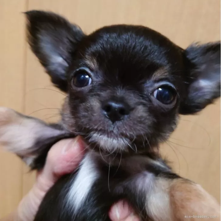 ID:2403-03955の子犬