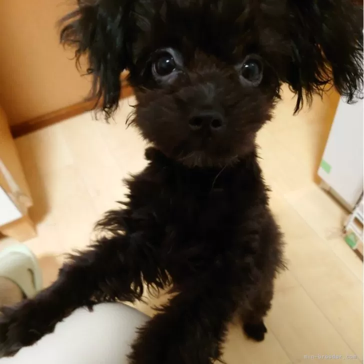 ID:2406-03377の子犬