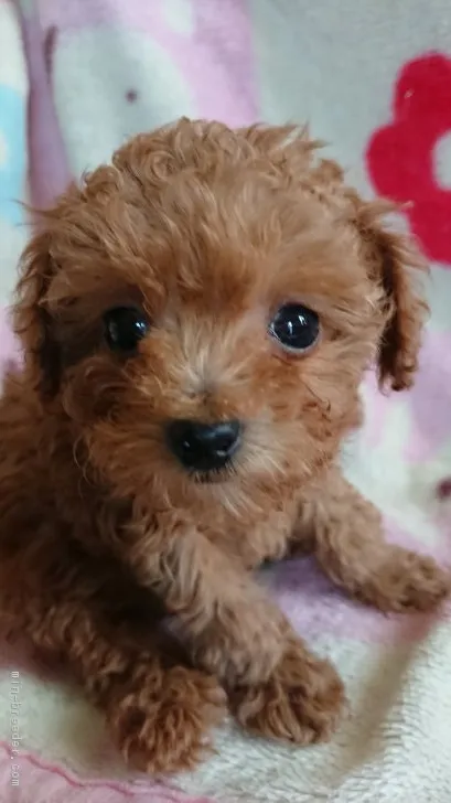 ID：1903-00027の子犬
