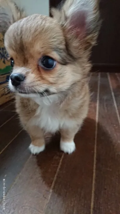 ID:1808-02262の子犬