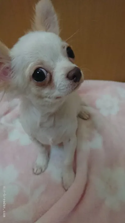 ID:2110-00456の子犬