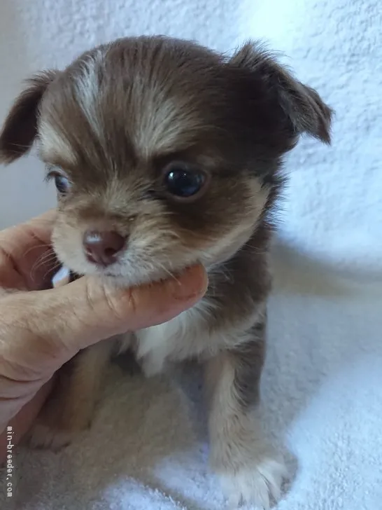 ID：1910-00516の子犬