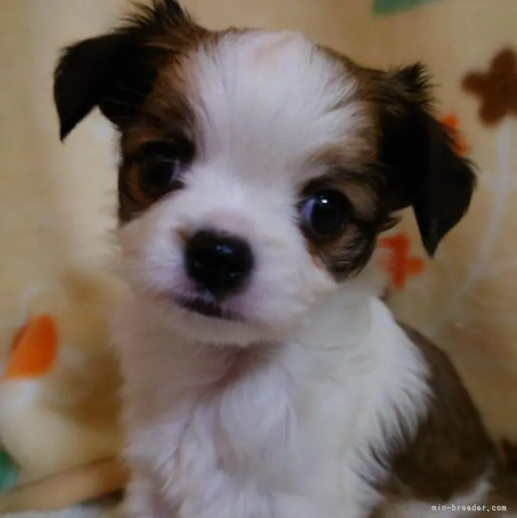 ID:2212-01669の子犬
