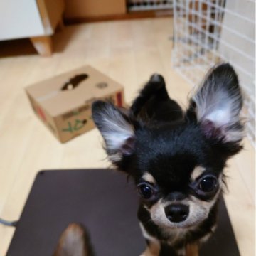 チワワ(ロング)【千葉県・男の子・2023年10月24日・ブラックタン&ホワイト】の写真「極小の顔がなんともかわいらしい男の子です。」