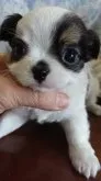 チワワ(ロング)【千葉県・男の子・2018年2月24日・トライ&ホワイト】の写真3