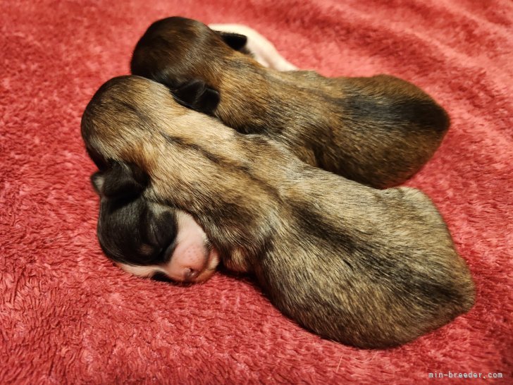 中里誠ブリーダーのブログ：7月25日産まれました✨