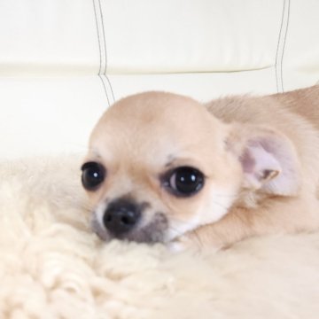 チワワ(スムース)【千葉県・男の子・2025年8月26日・フォーン】の写真「ツンデレ👅のビビりさん❤️」