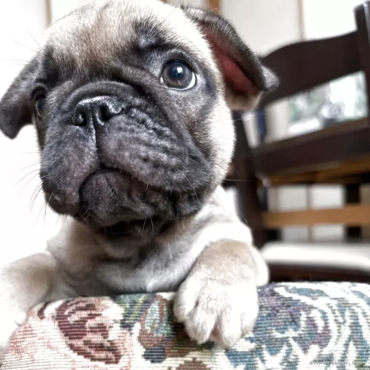 ID：2506-07144の子犬
