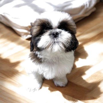 シーズー【大阪府・男の子・2025年9月24日・ゴールド&ホワイト】の写真「ガッチリしたイケメンです♪」