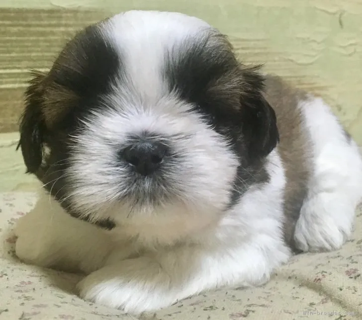 ID:1707-02532の子犬