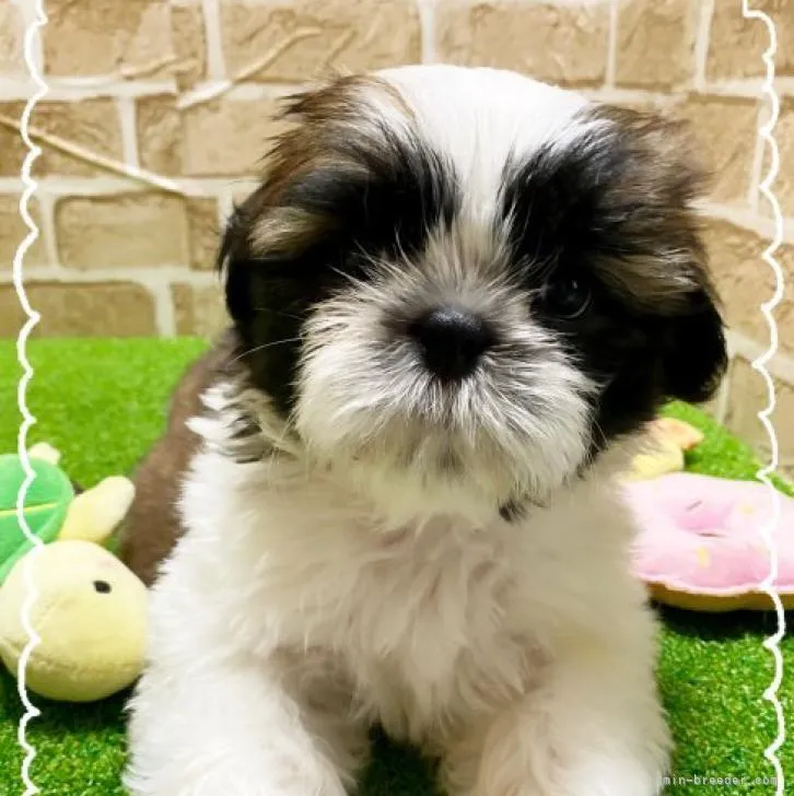 ID：2208-04795の子犬