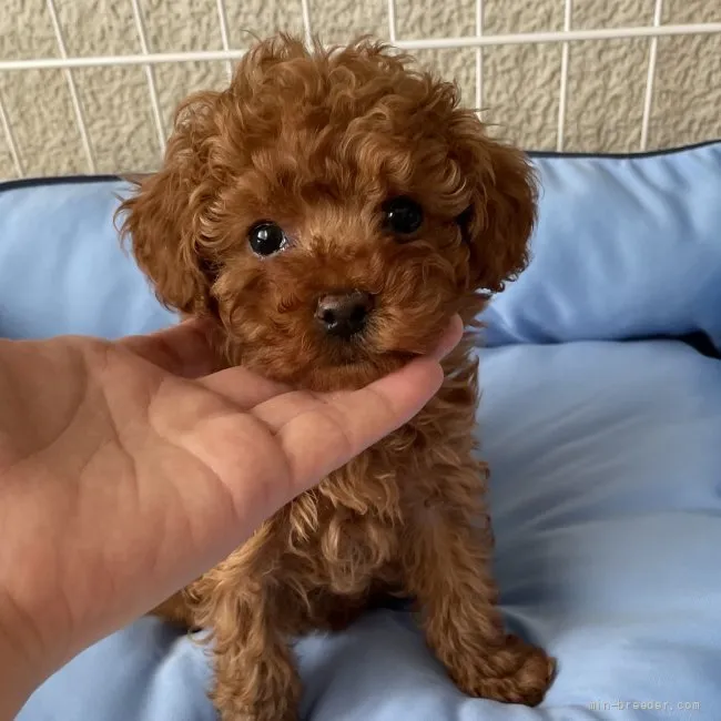 ID:2112-03304の子犬