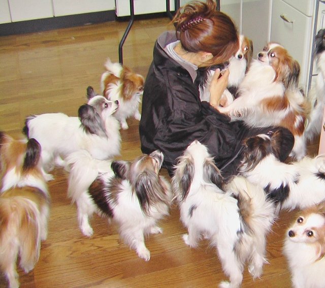 親犬も人懐っこく、性格の良い子達です。｜福住　優子(ふくすみ　ゆうこ)ブリーダー(大阪府・パピヨン・JKC登録)の紹介写真2