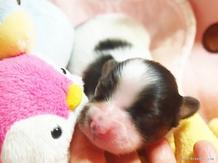 ID:1706-00215の子犬
