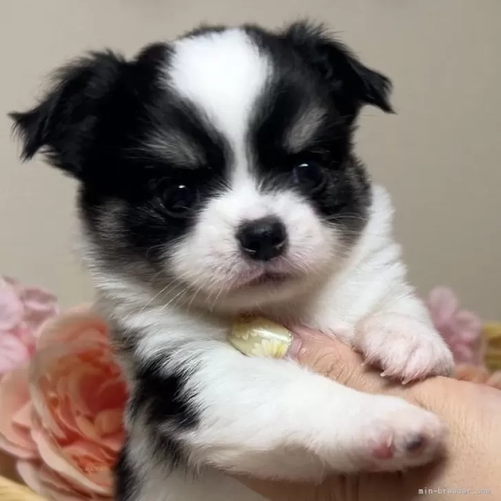 チワワ(ロング)【福岡県・男の子・2025年7月7日・ホワイト&ブラックタン】の写真1