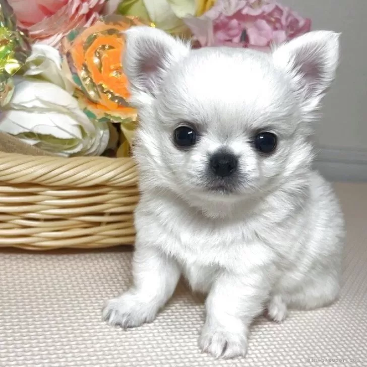 ID：2504-03082の子犬