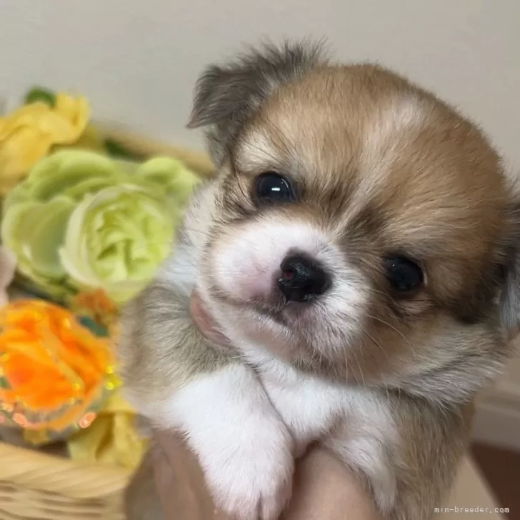 ID:2508-02969の子犬