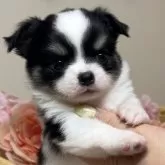 チワワ(ロング)