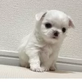 チワワ(ロング)